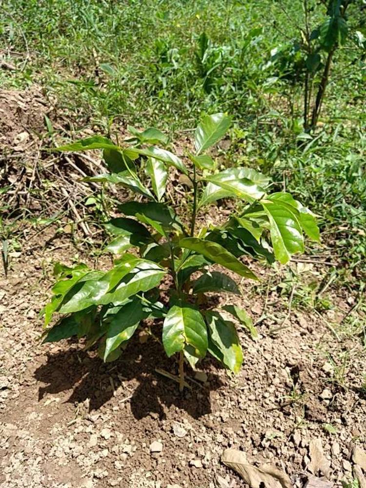 tree image
