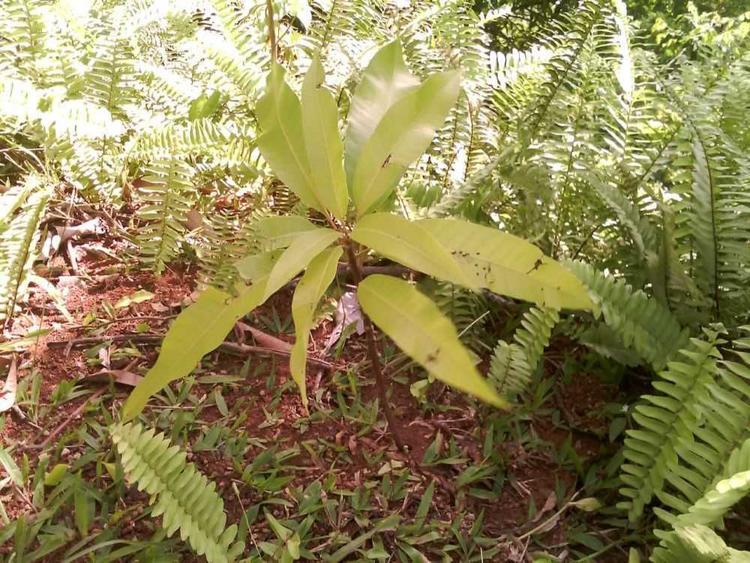tree image