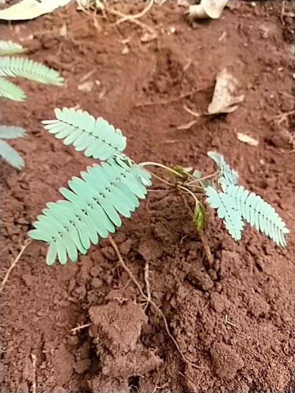 tree image