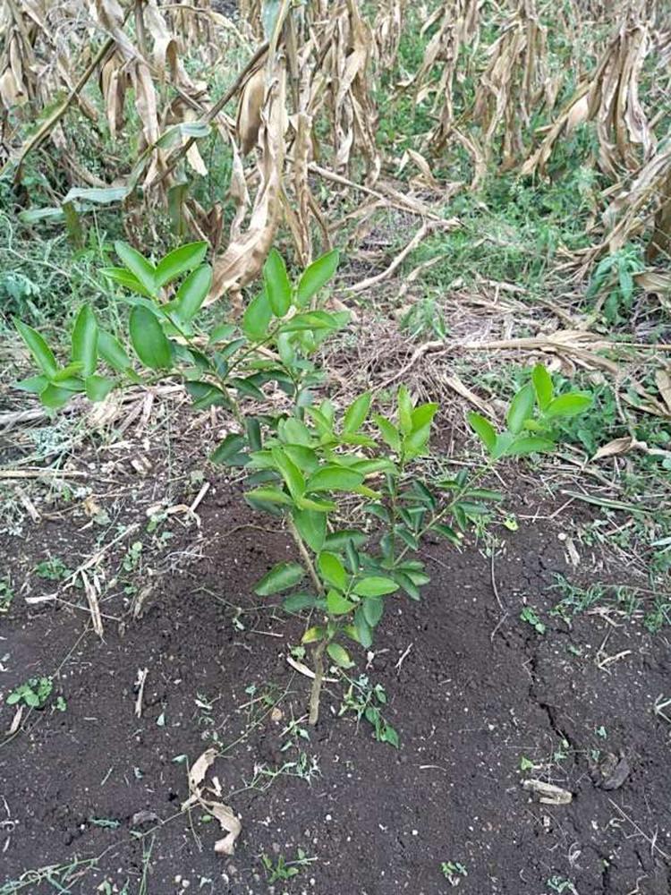 tree image