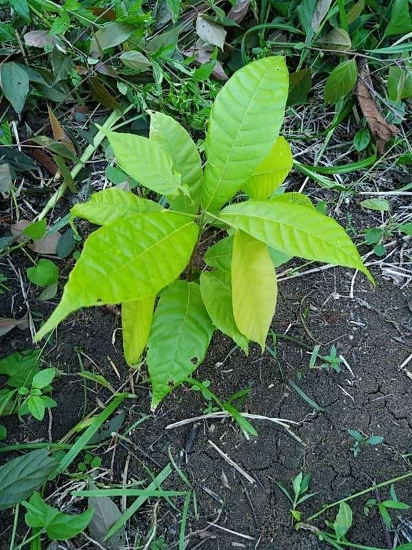 tree image