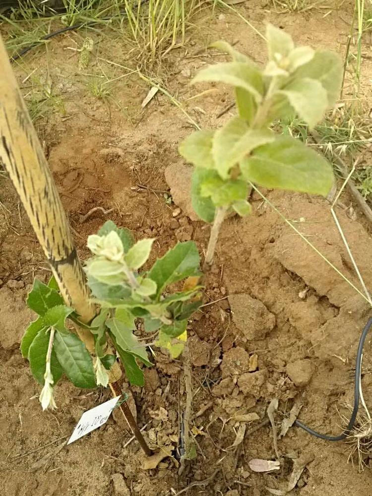 tree image