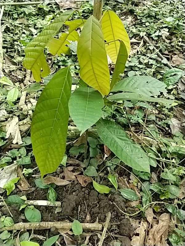tree image
