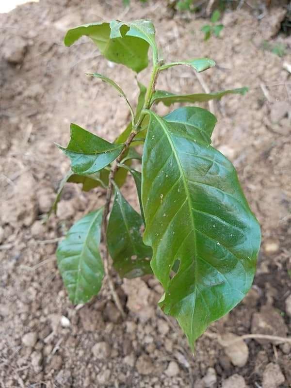 tree image