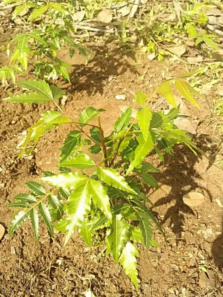 tree image