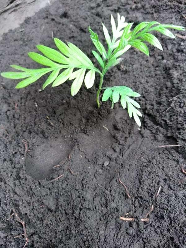 tree image