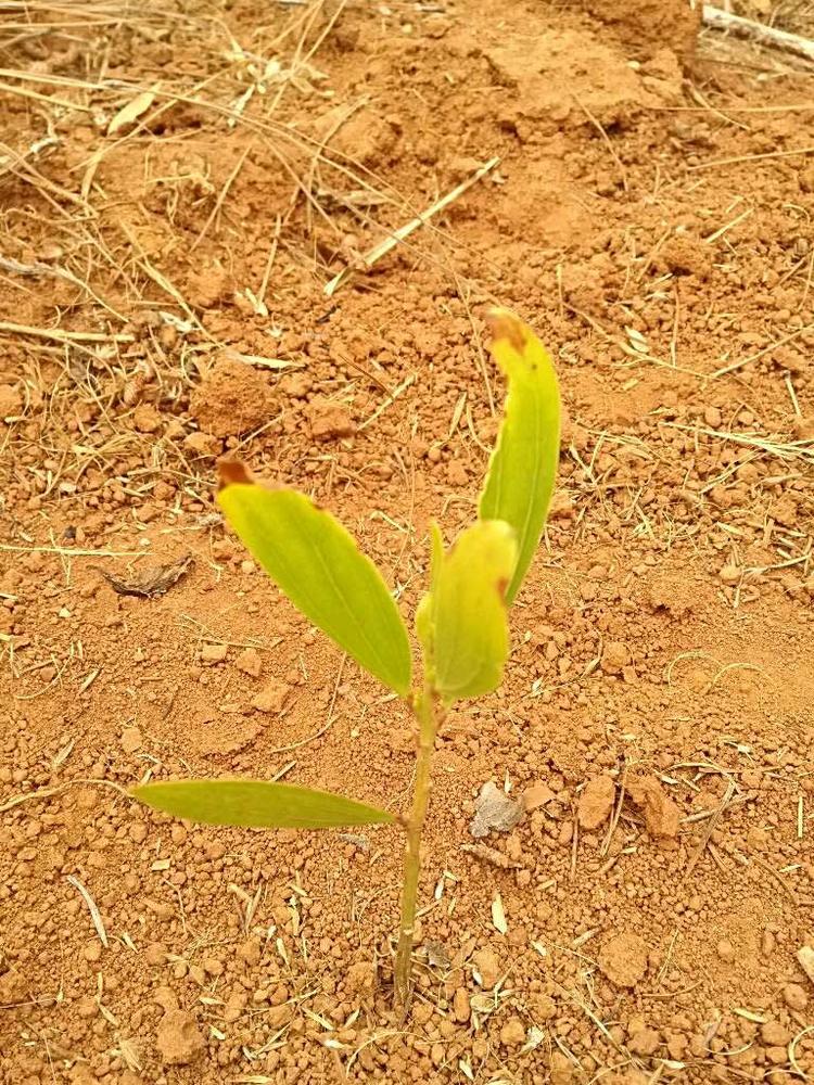 tree image