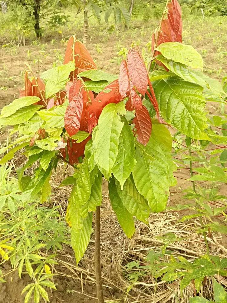 tree image