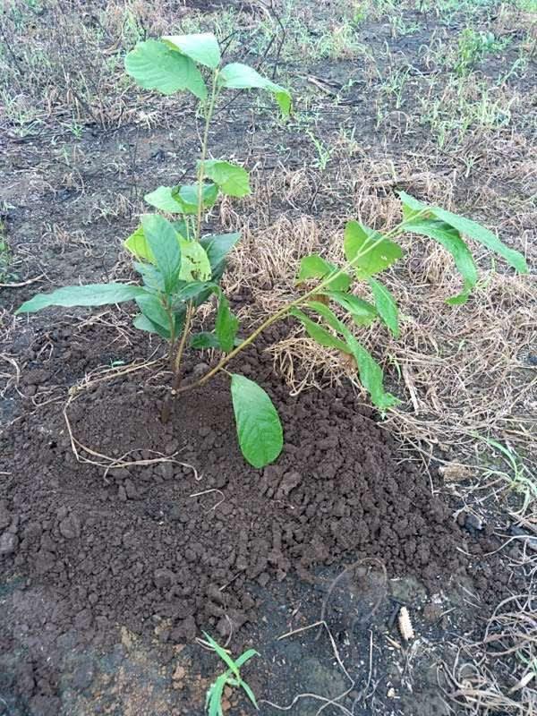 tree image
