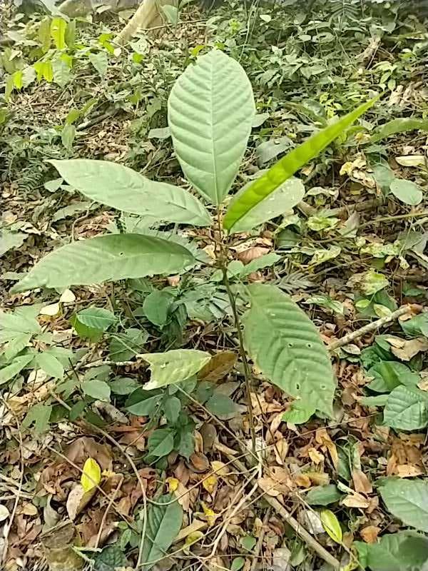 tree image