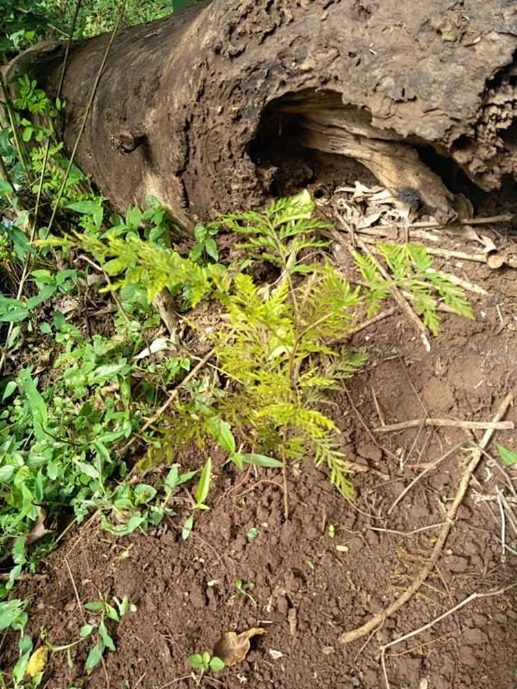 tree image