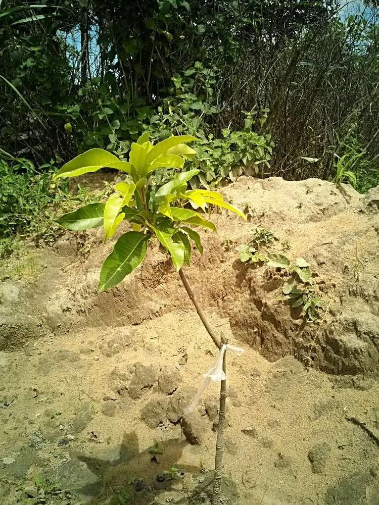 tree image