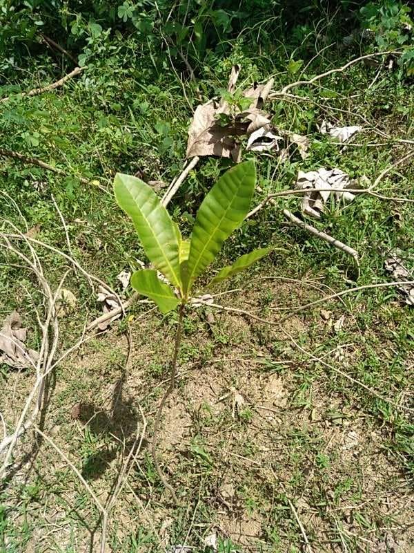 tree image