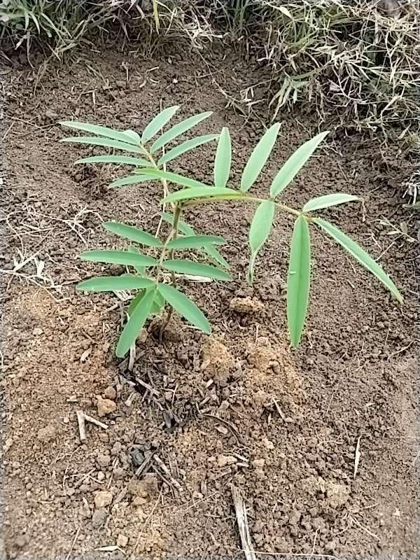 tree image