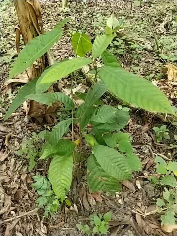 tree image