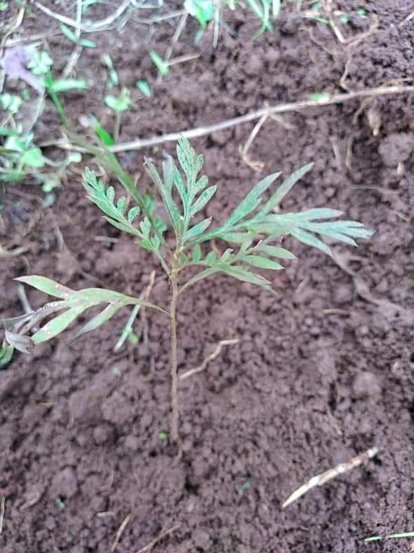 tree image