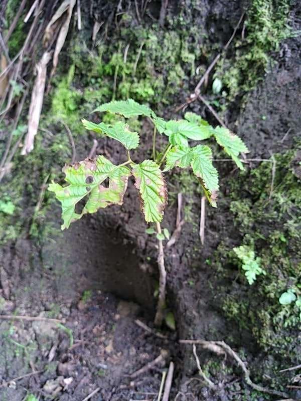 tree image