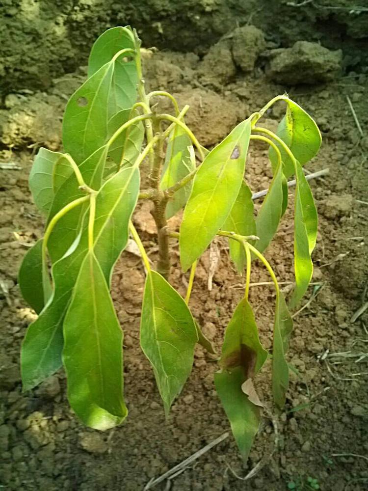 tree image