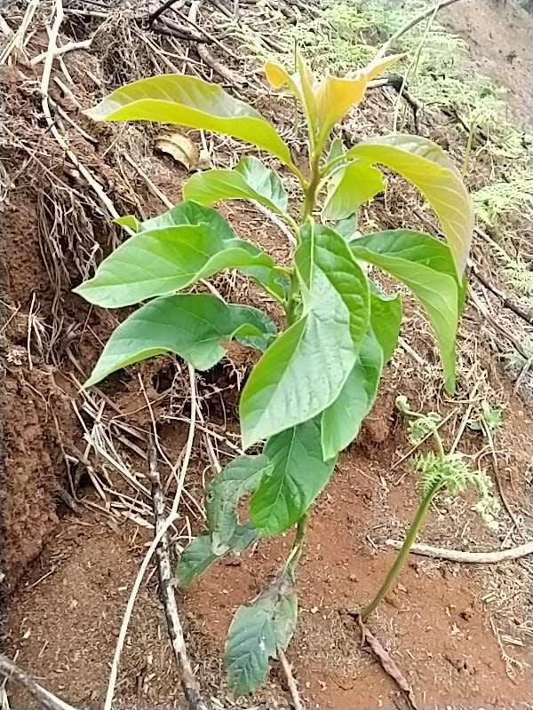 tree image