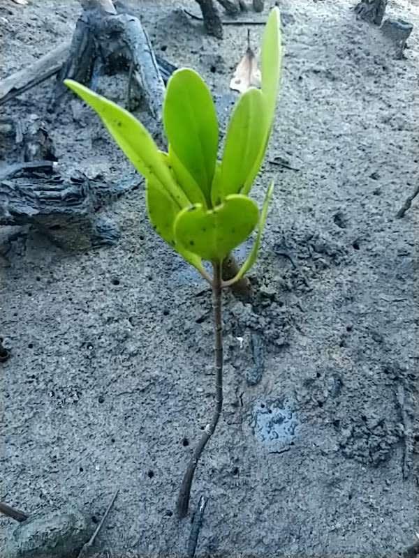 tree image