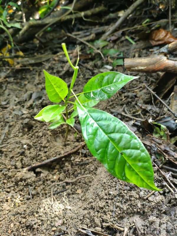 tree image