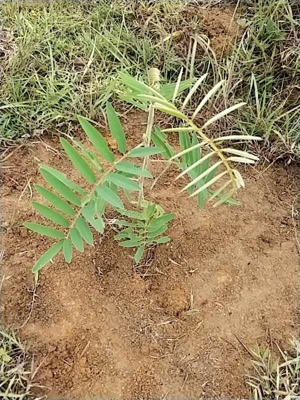 tree image