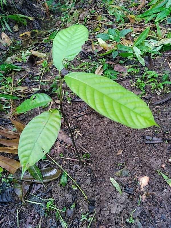 tree image