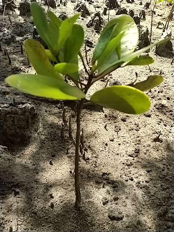 tree image