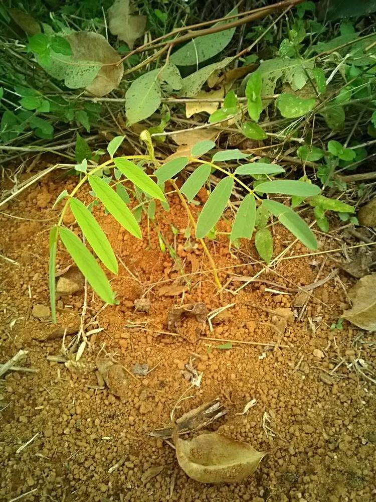 tree image