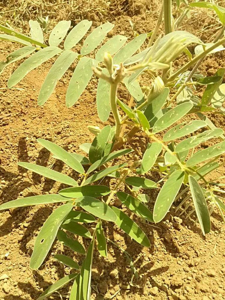 tree image