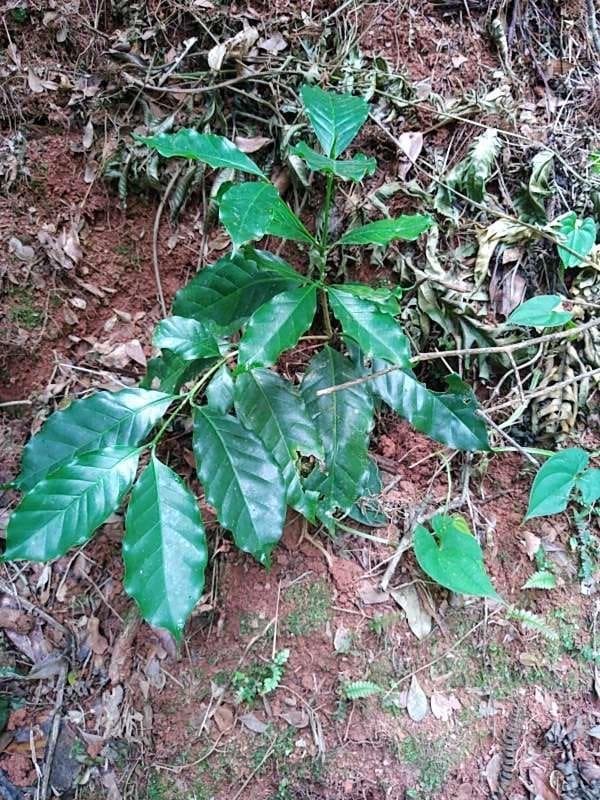 tree image