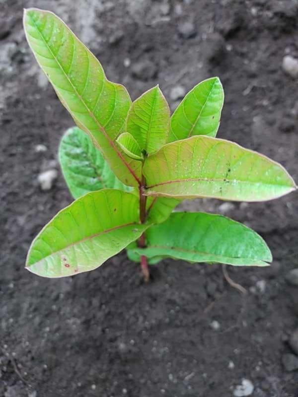 tree image