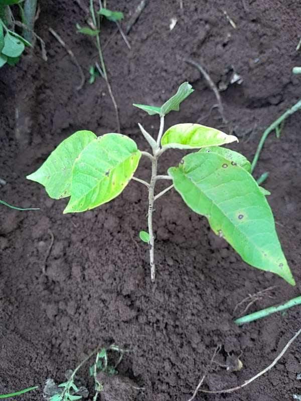 tree image