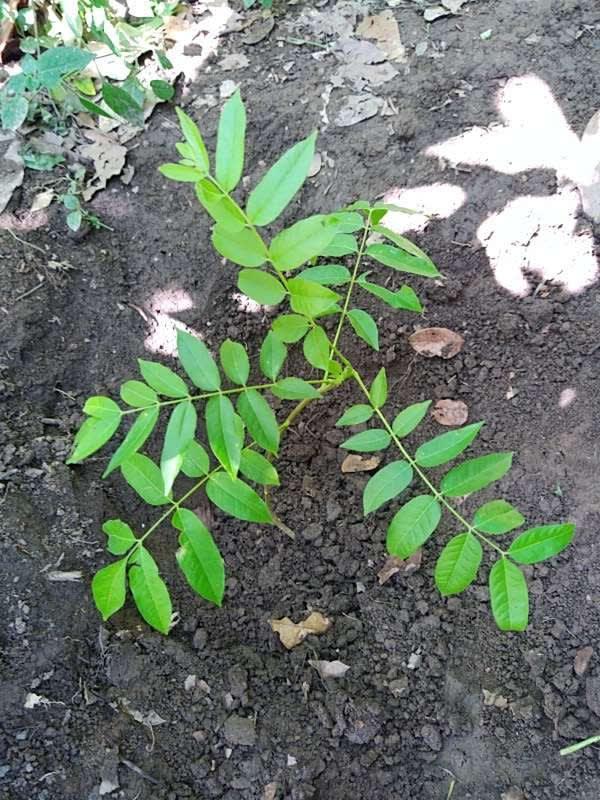 tree image