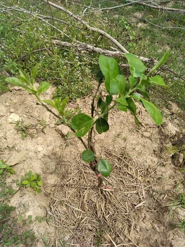 tree image