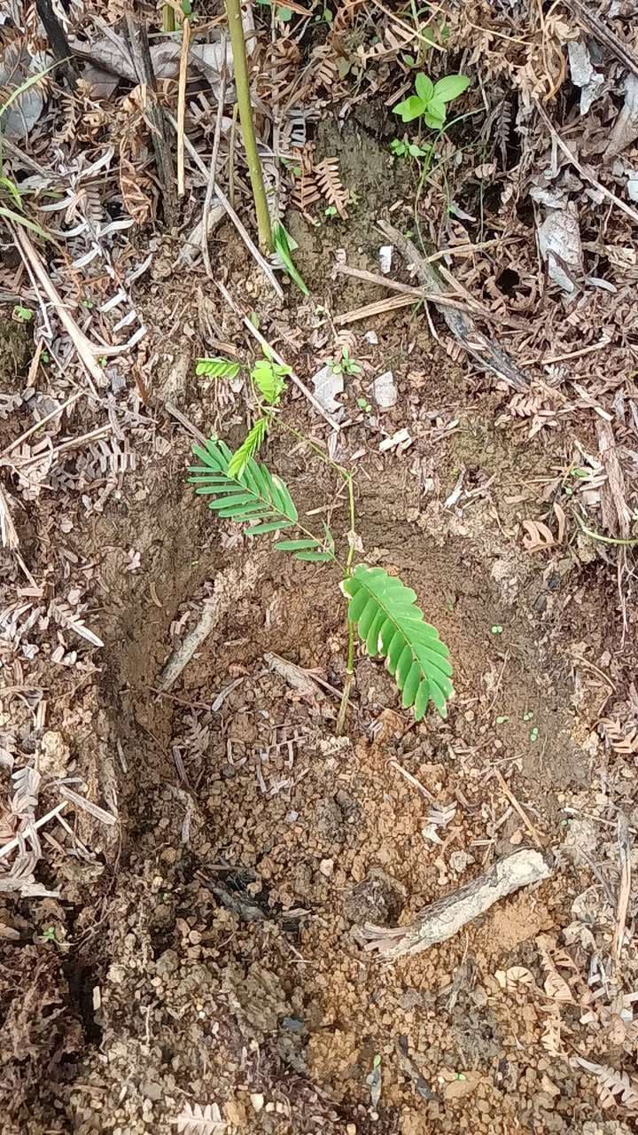 tree image