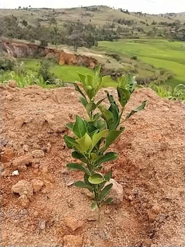 tree image