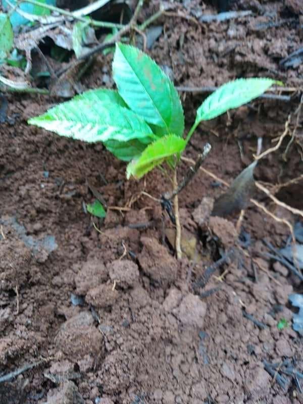tree image