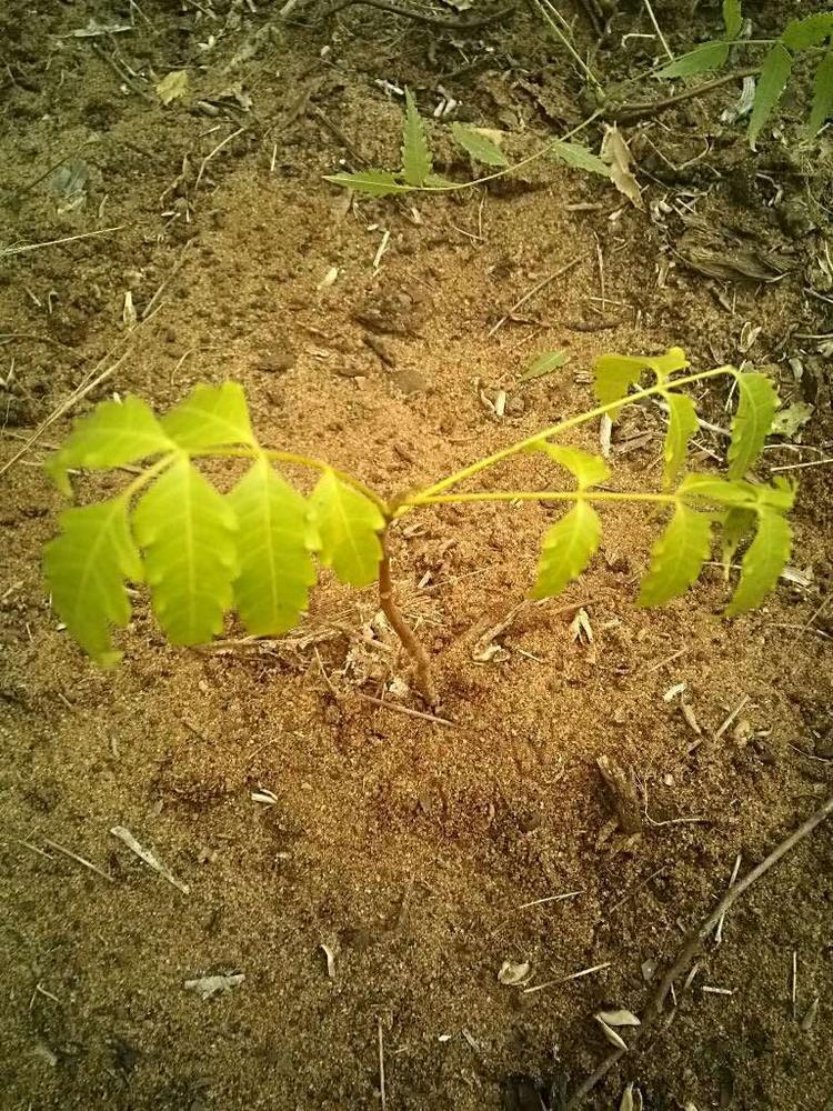 tree image