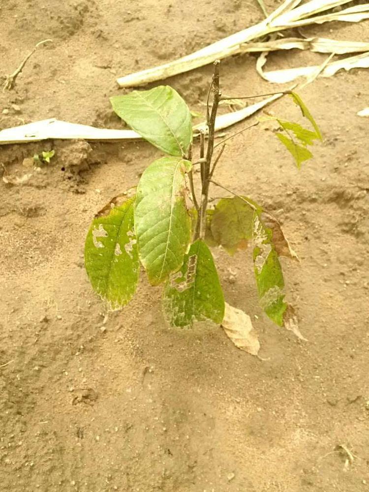 tree image