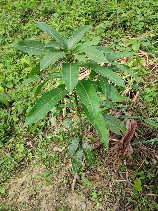 tree image