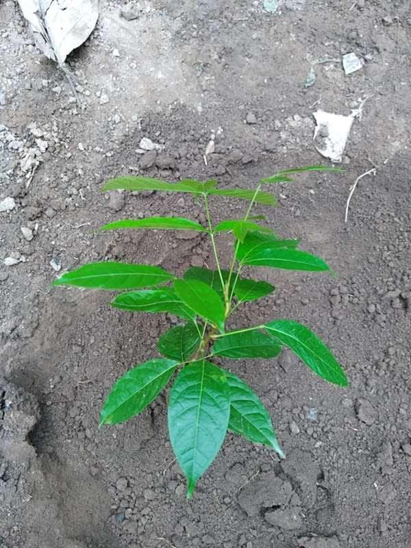 tree image