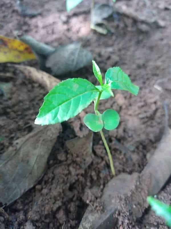 tree image
