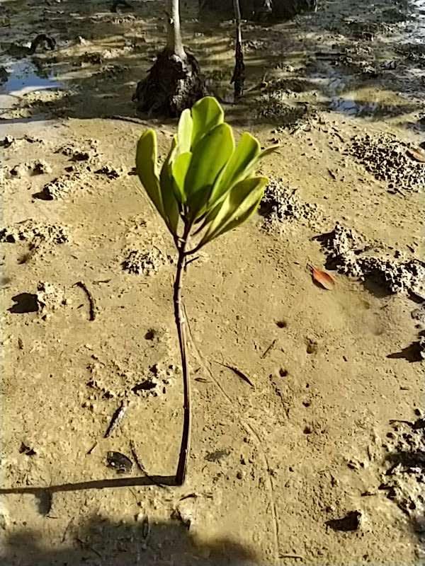 tree image