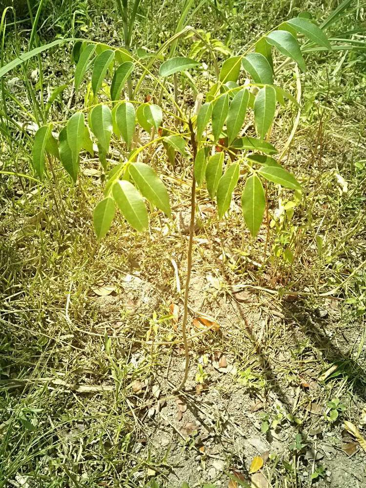 tree image