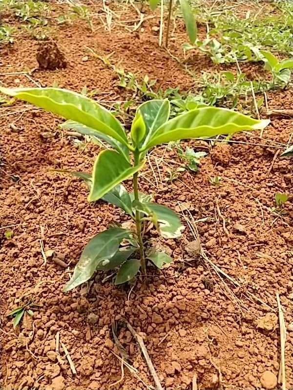 tree image