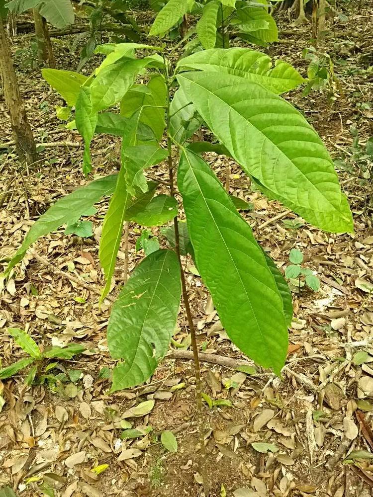 tree image