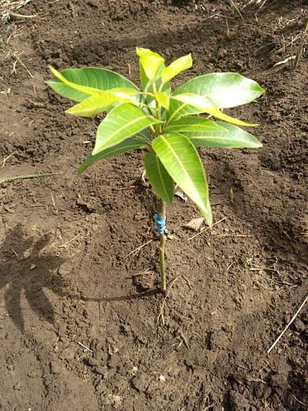 tree image