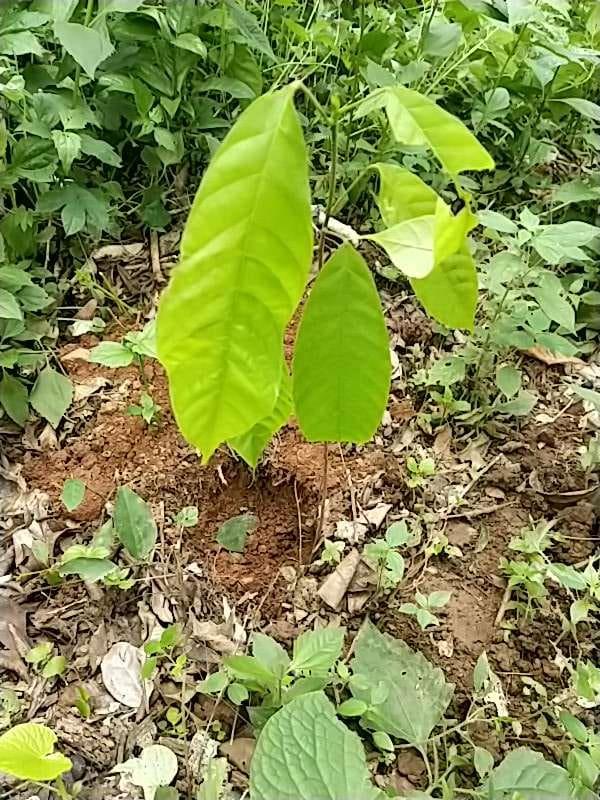 tree image
