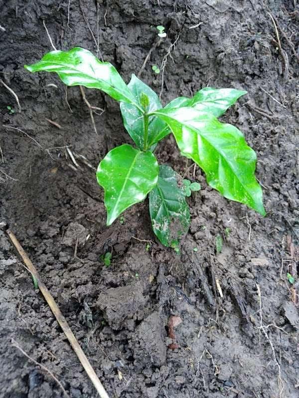 tree image